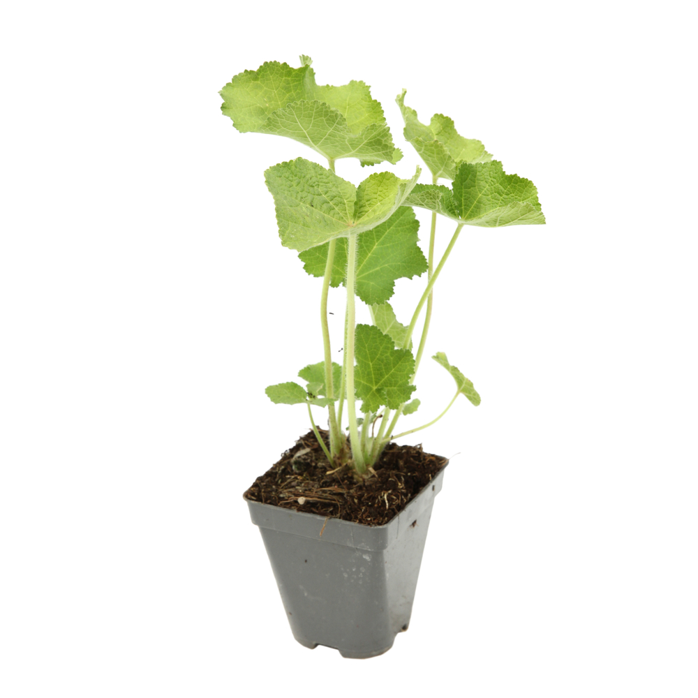 Rose trémière double saumon : godet vert