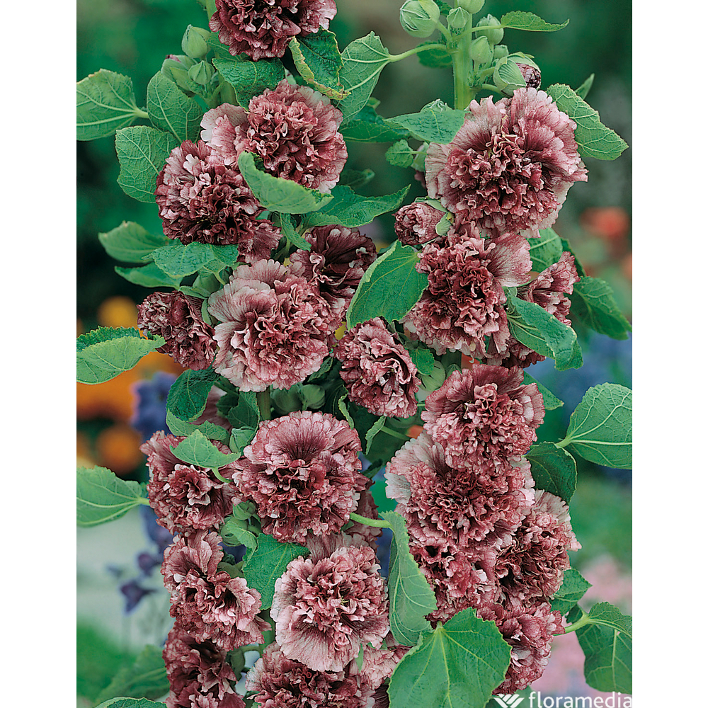 Rose trémière double violet : godet vert