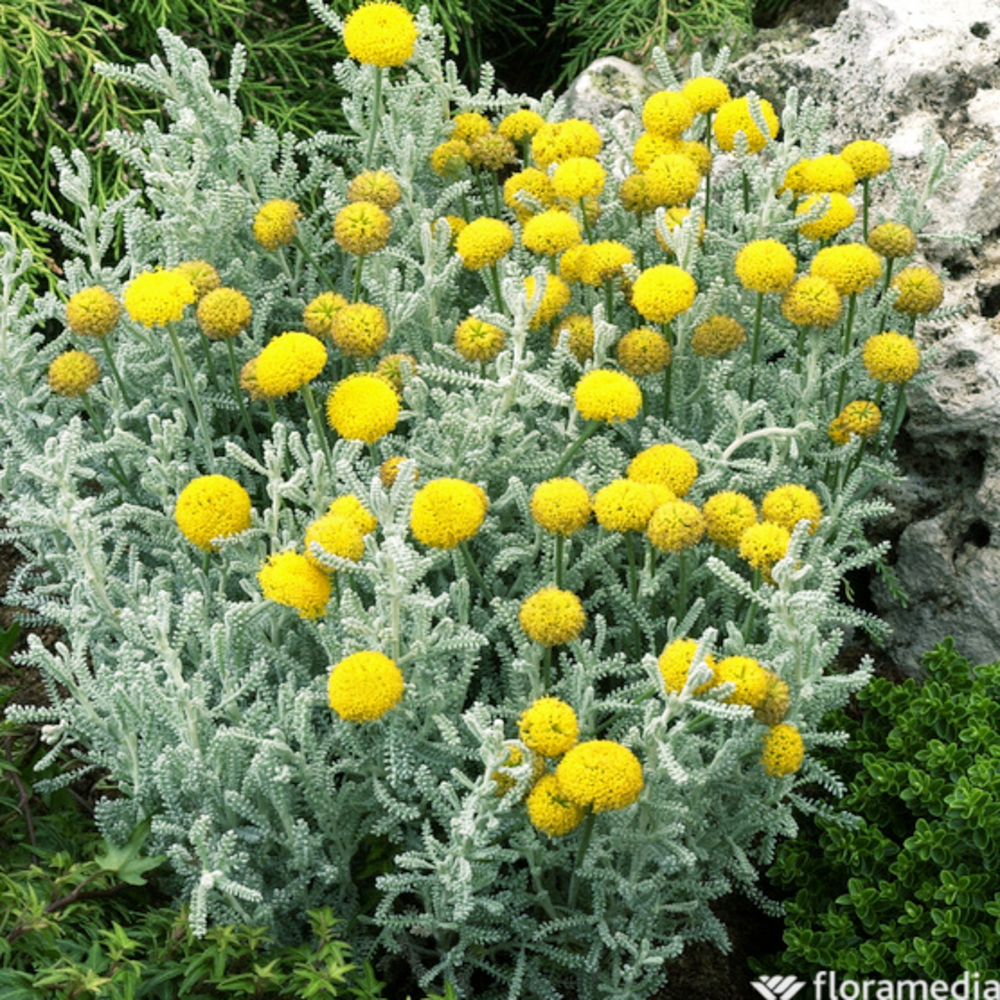 Santoline Petit Cyprès : godet vert