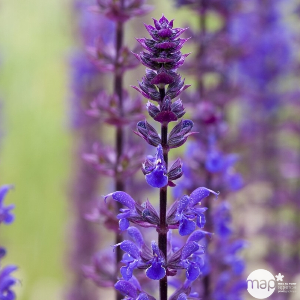 Sauge des bois Caradonna : godet vert