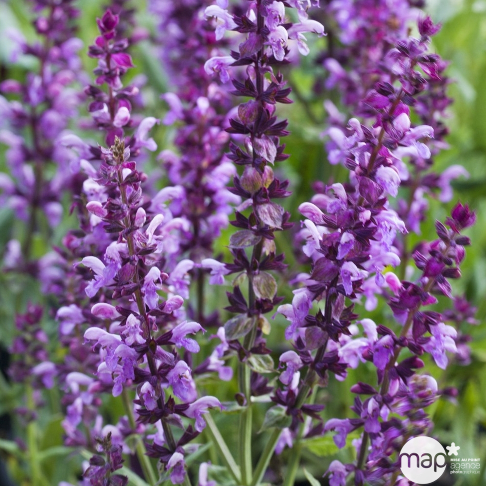 Sauge des bois Rose Queen : godet vert