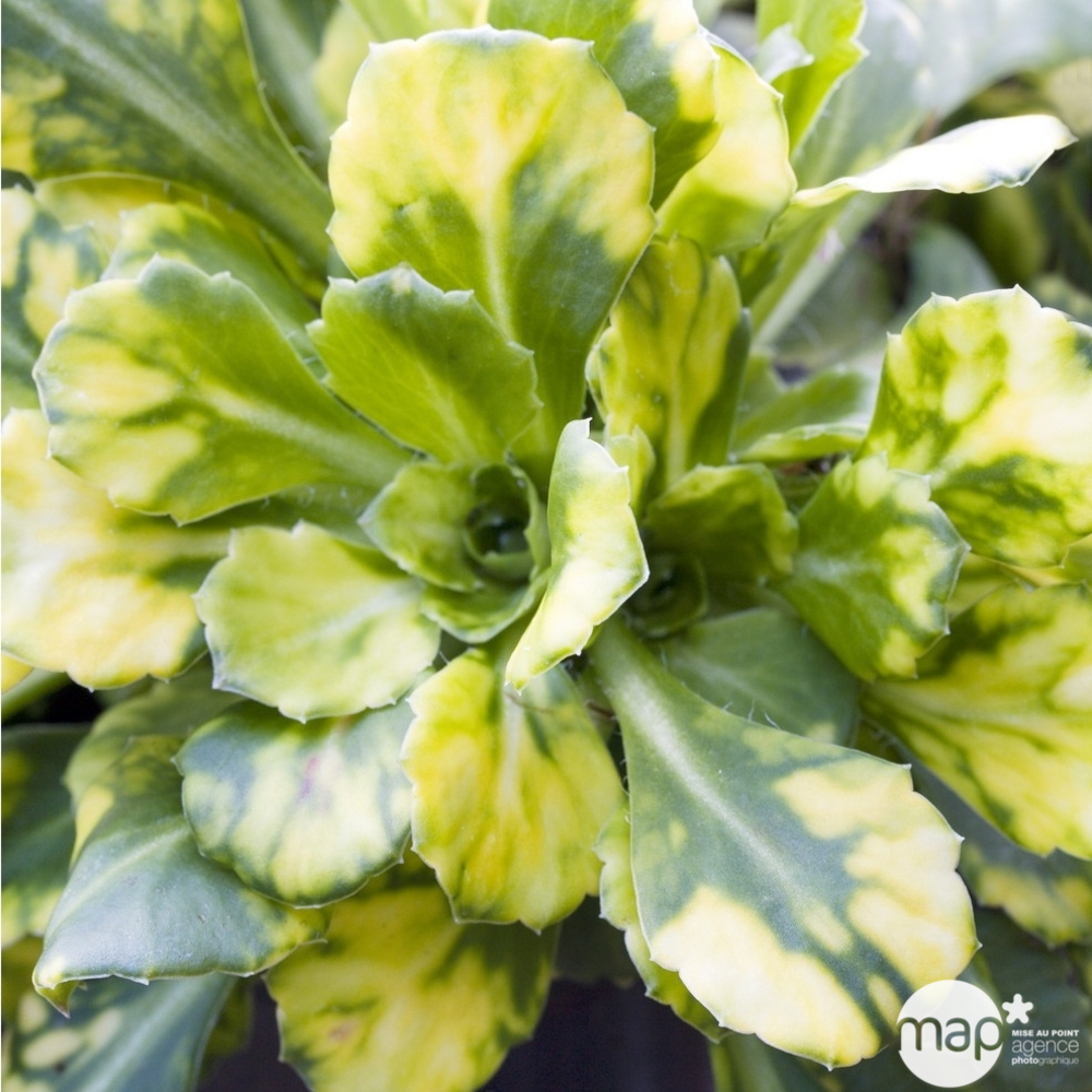 Saxifrage Aureopunctata : godet vert