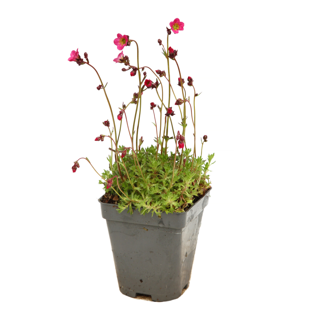 Saxifrage-mousse rose, godet vert