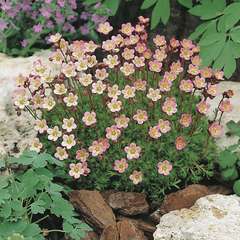 Saxifrage-mousse Stansfieldii : godet vert
