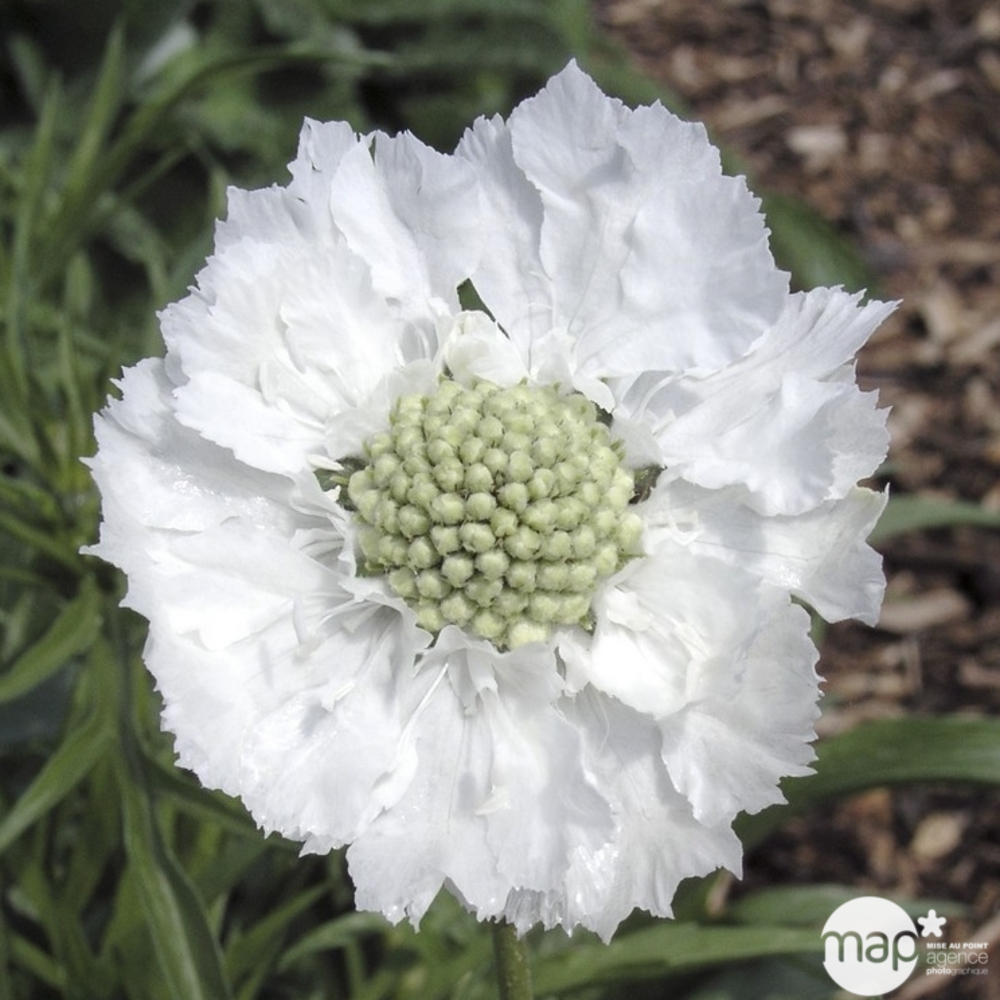 Scabieuse du Caucase Perfecta : godet vert