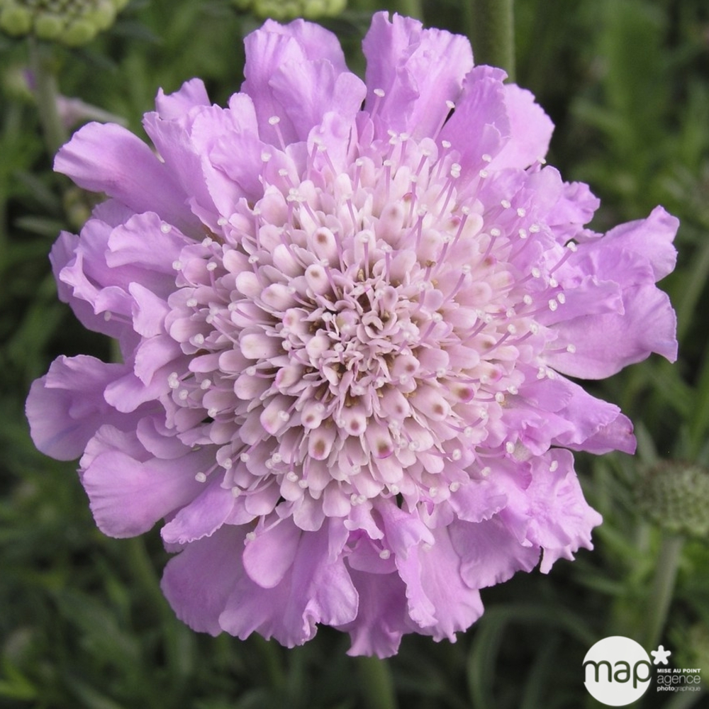 Scabieuse naine Pink Mist : godet rouge