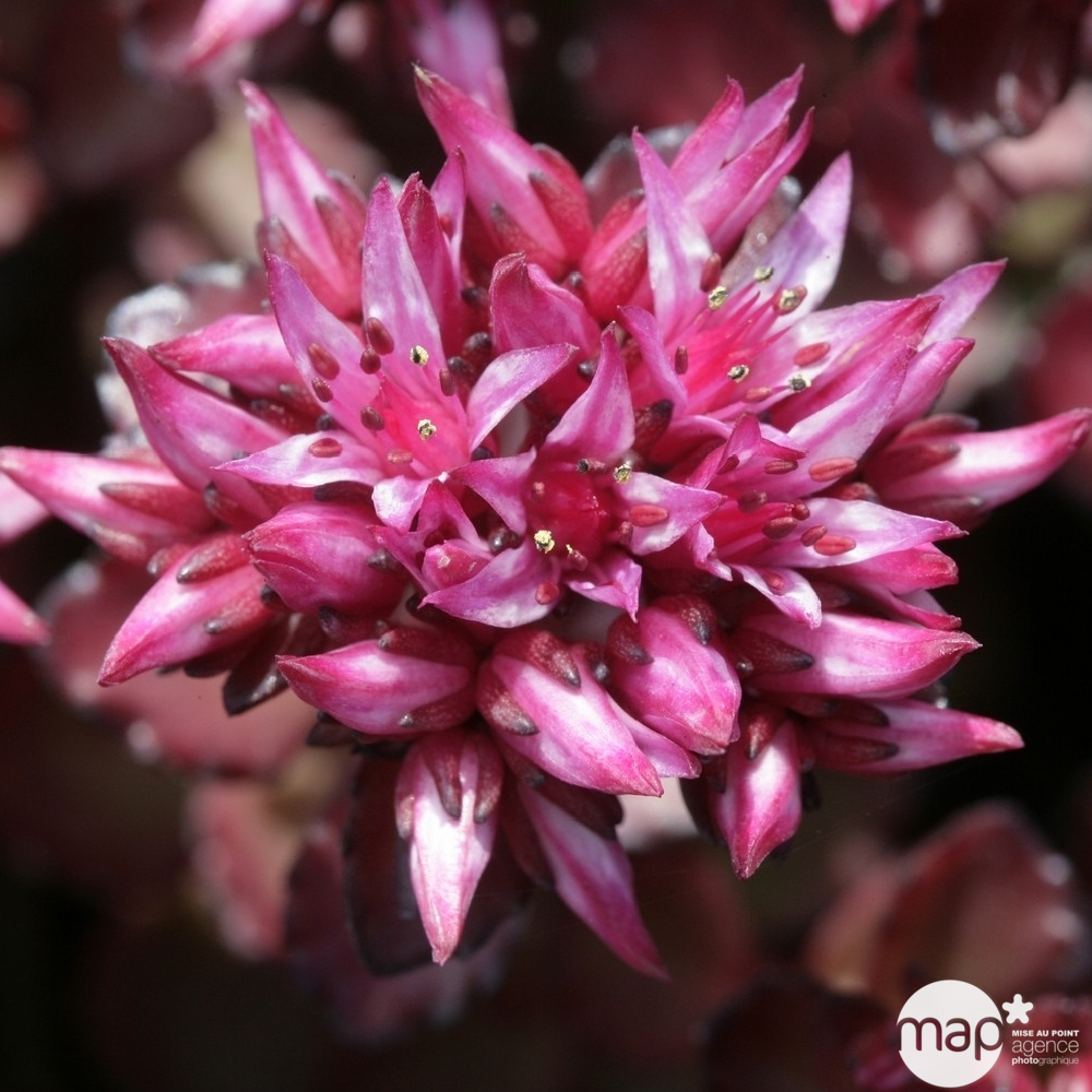 Sédum d'Arménie Fuldaglut : godet vert