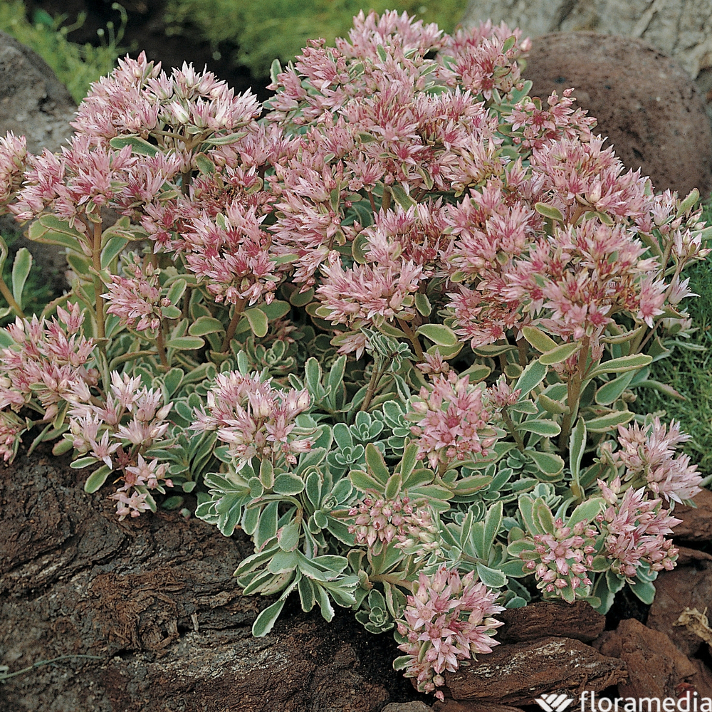 Sédum d'Arménie Tricolor : godet vert