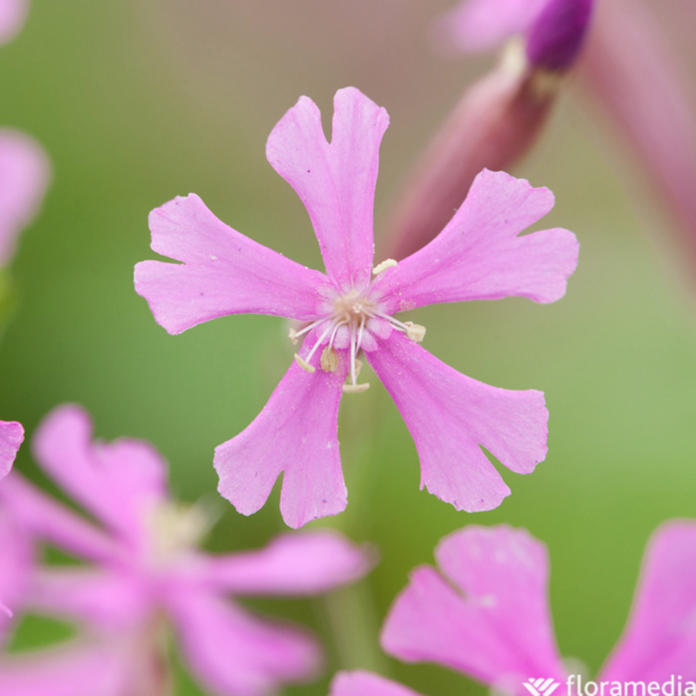 Silène du Caucase : godet vert
