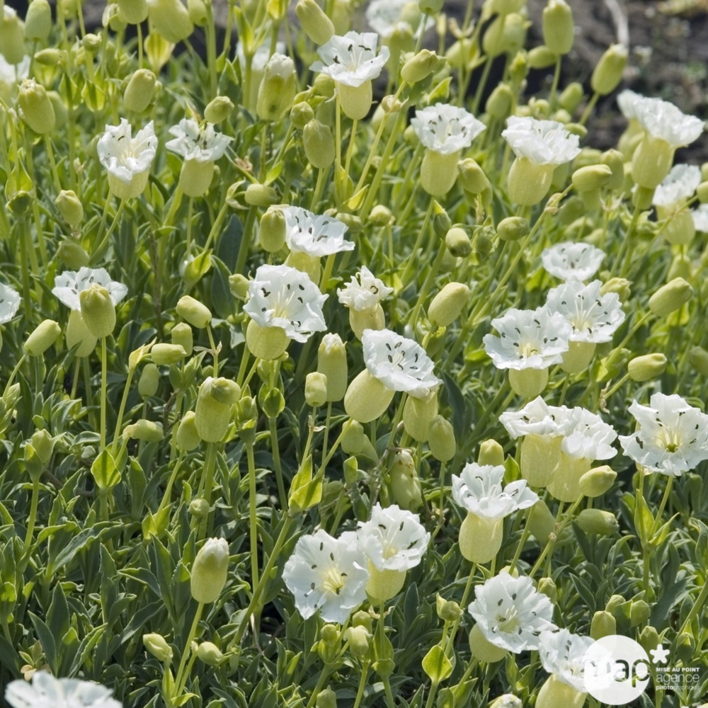 Silène maritime : godet vert