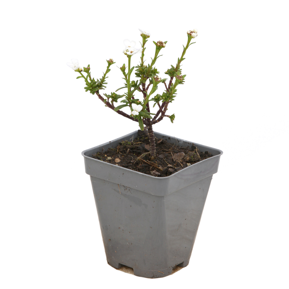 Thlaspi Snowflake : godet vert