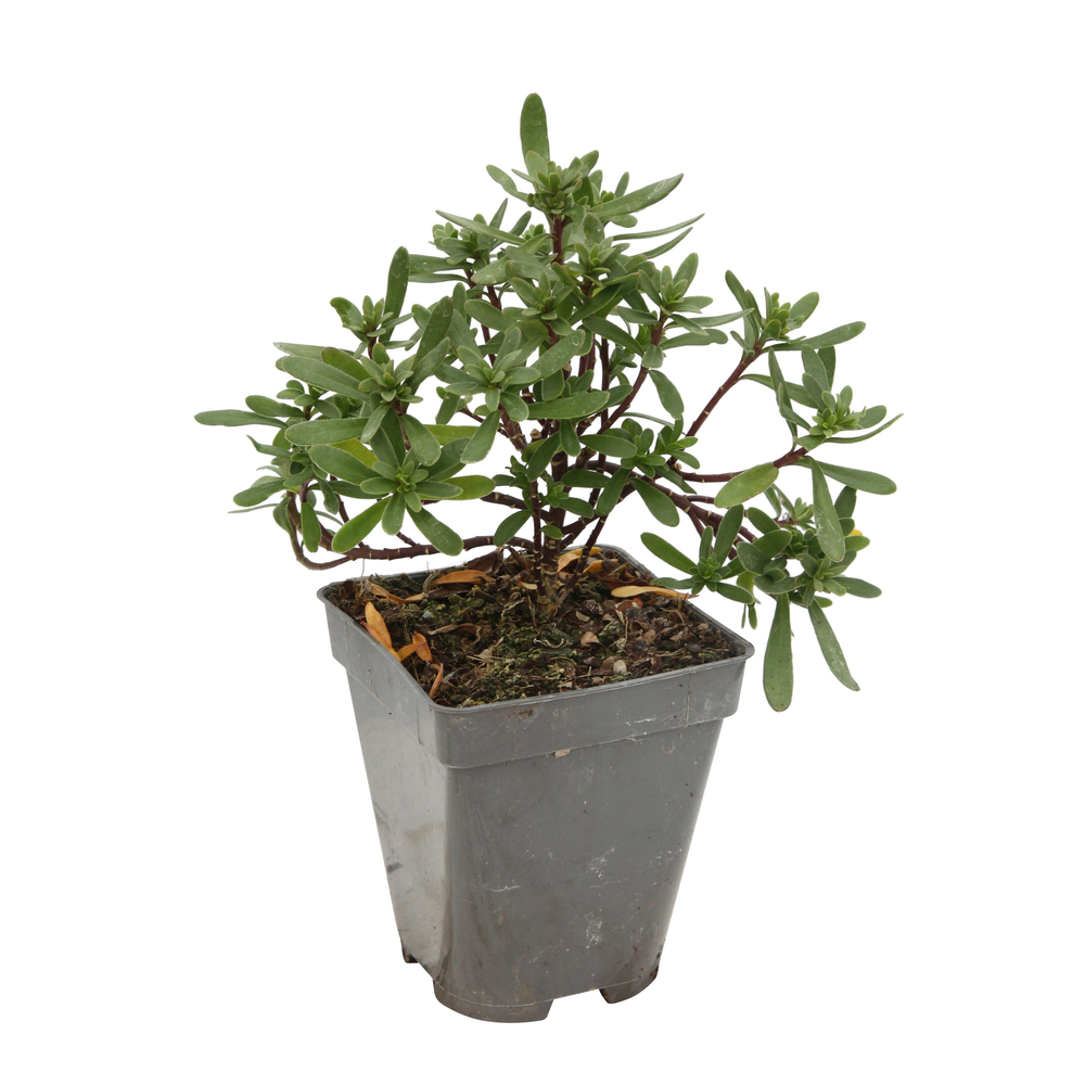 Jouet Scientifique CEJI Fleurs 2000 G. Truffaut - Modèle Senior - Complet (occasion)