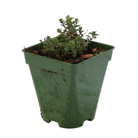 Thym serpolet : godet vert