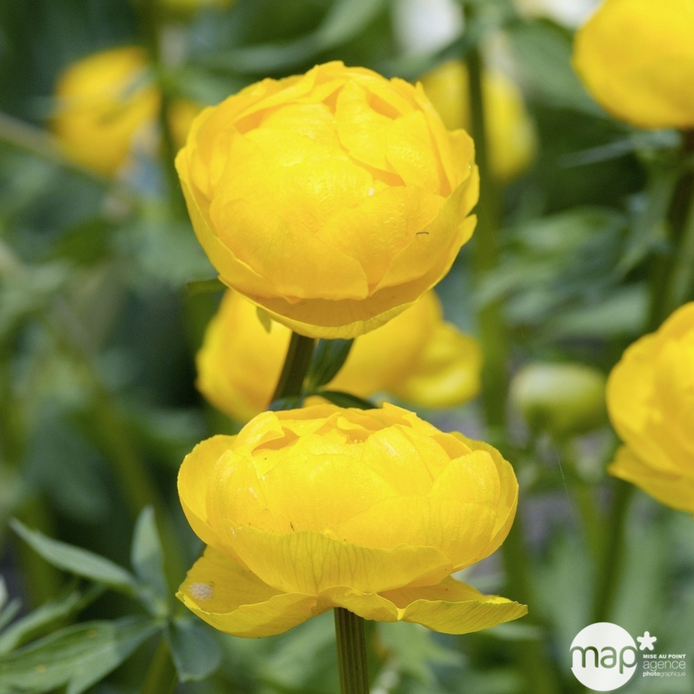 Trolle Golden Queen : godet vert