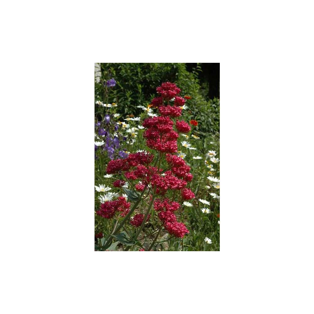 Valériane des jardins : godet vert