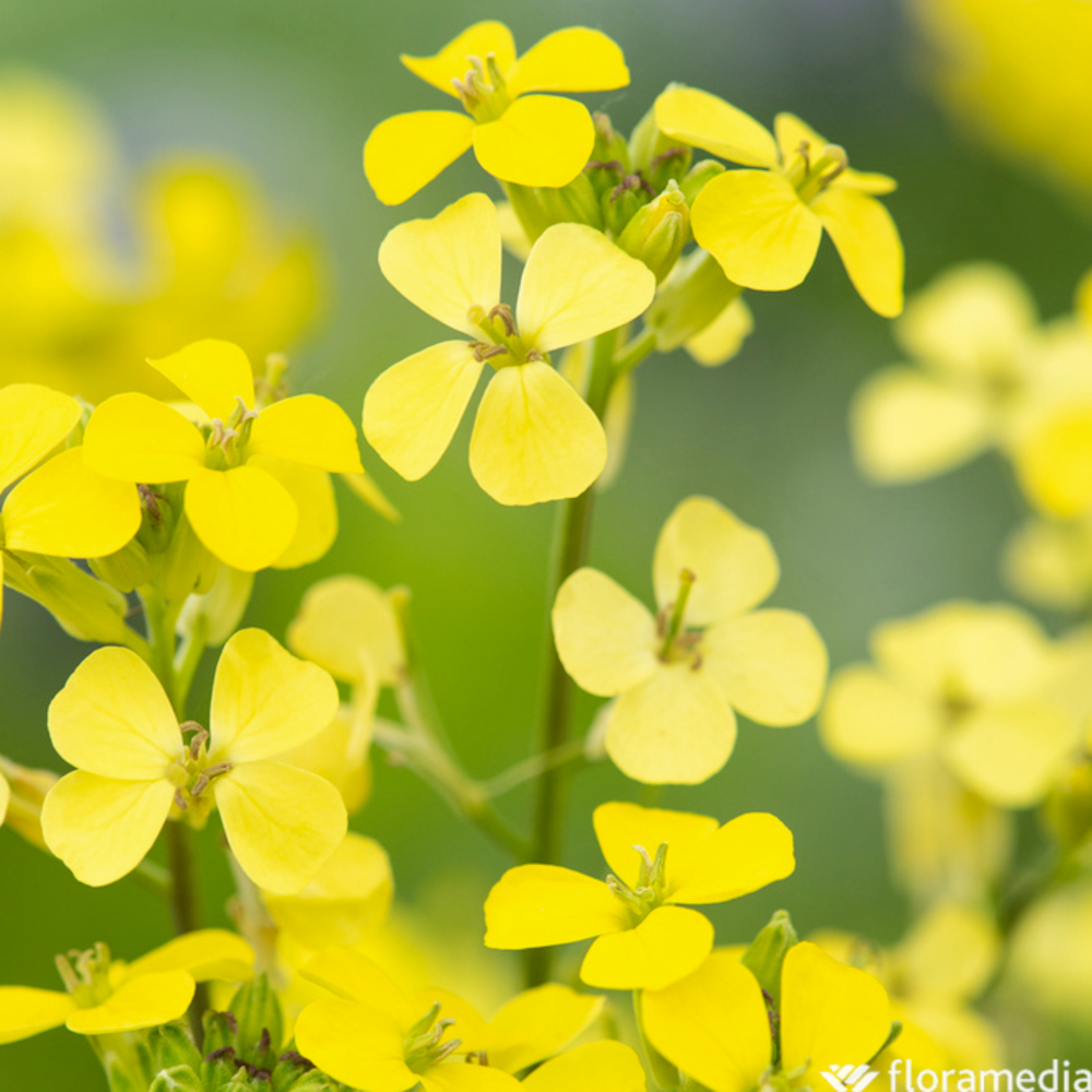 Fausse giroflée Jubilee Gold : godet vert