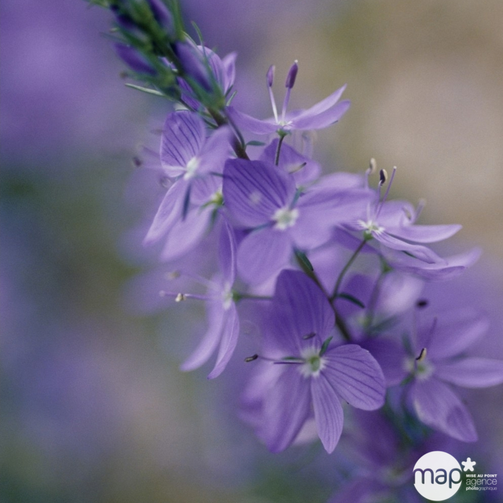 Véronique à feuilles de gentiane : godet vert