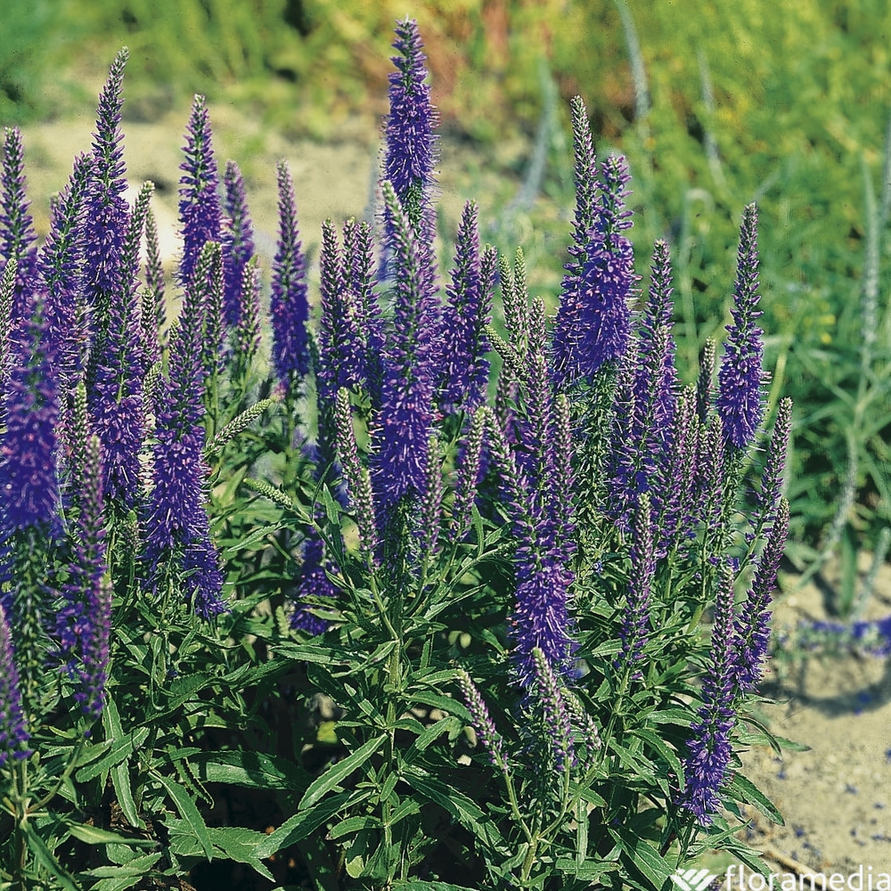 Veronique en épis : godet vert