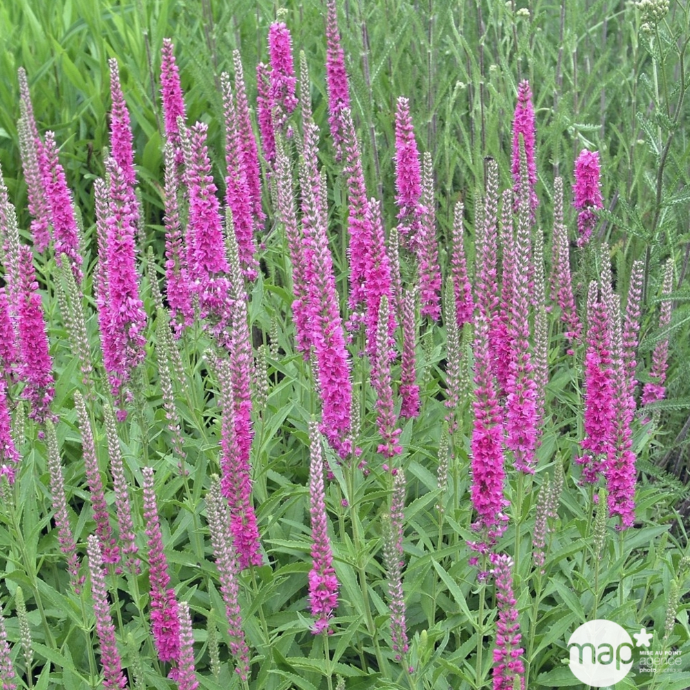 Veronique en épis rose : godet vert