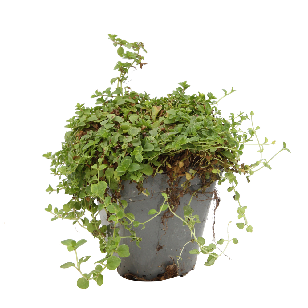 Véronique rampante : godet vert