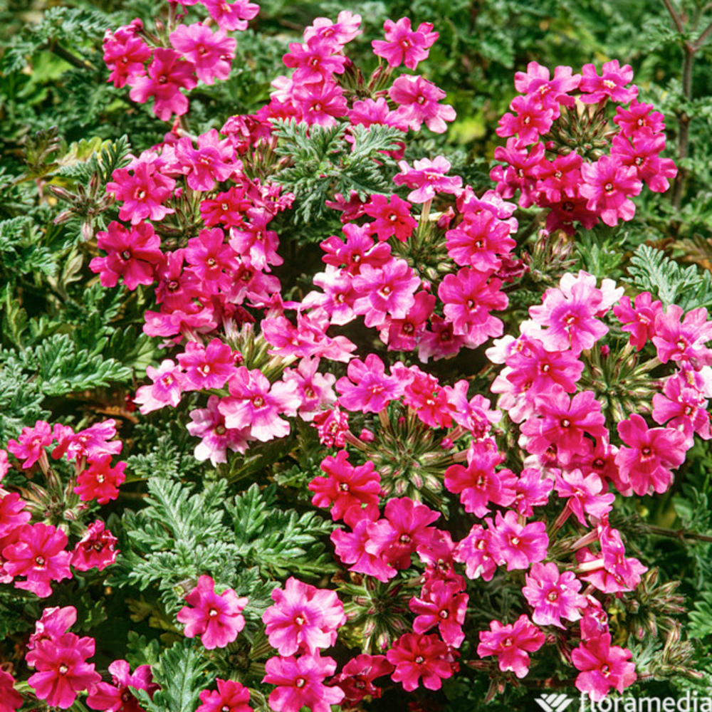 Verveine Cléopâtre : godet vert