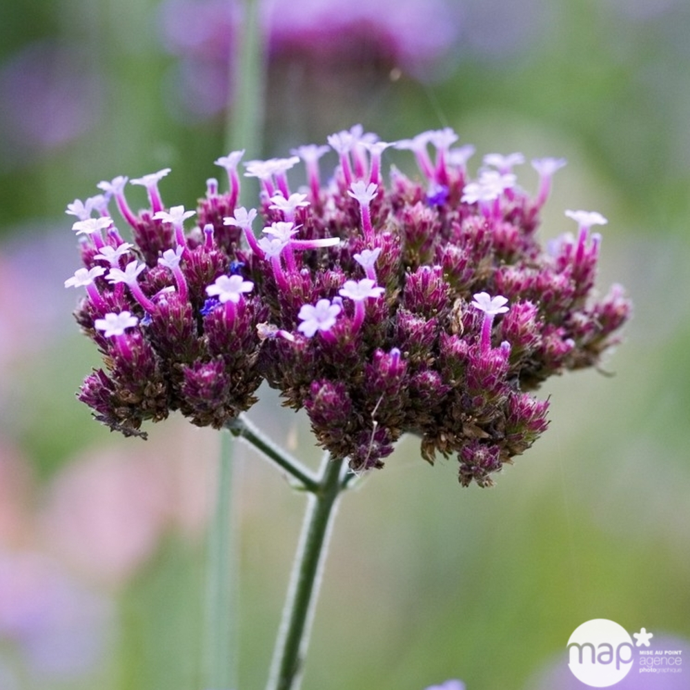 Verveine de Buenos Aires : godet vert