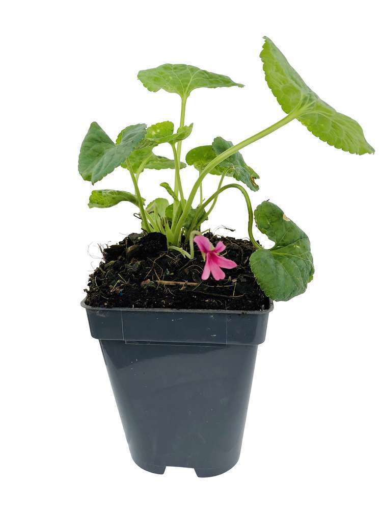 Violette odorante Cœur d'Alsace : godet vert