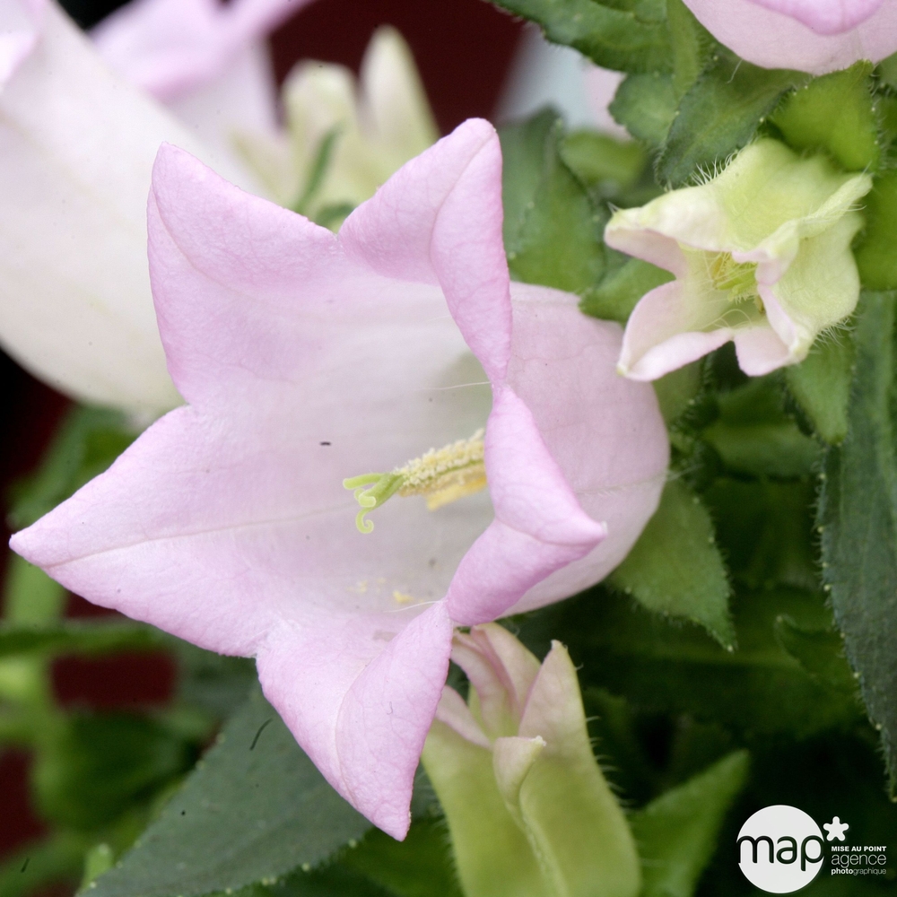 Campanule Carillon rose : godet vert