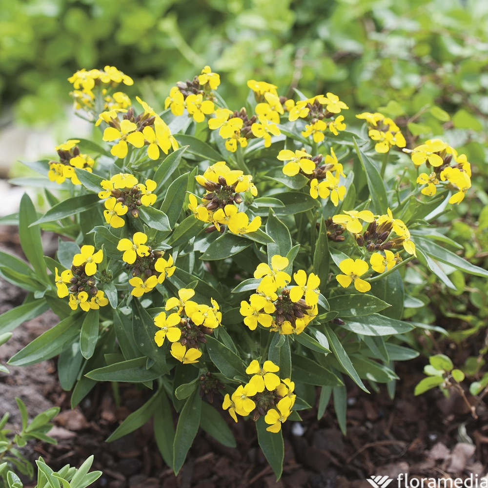 Fausse giroflée des Alpes : godet vert