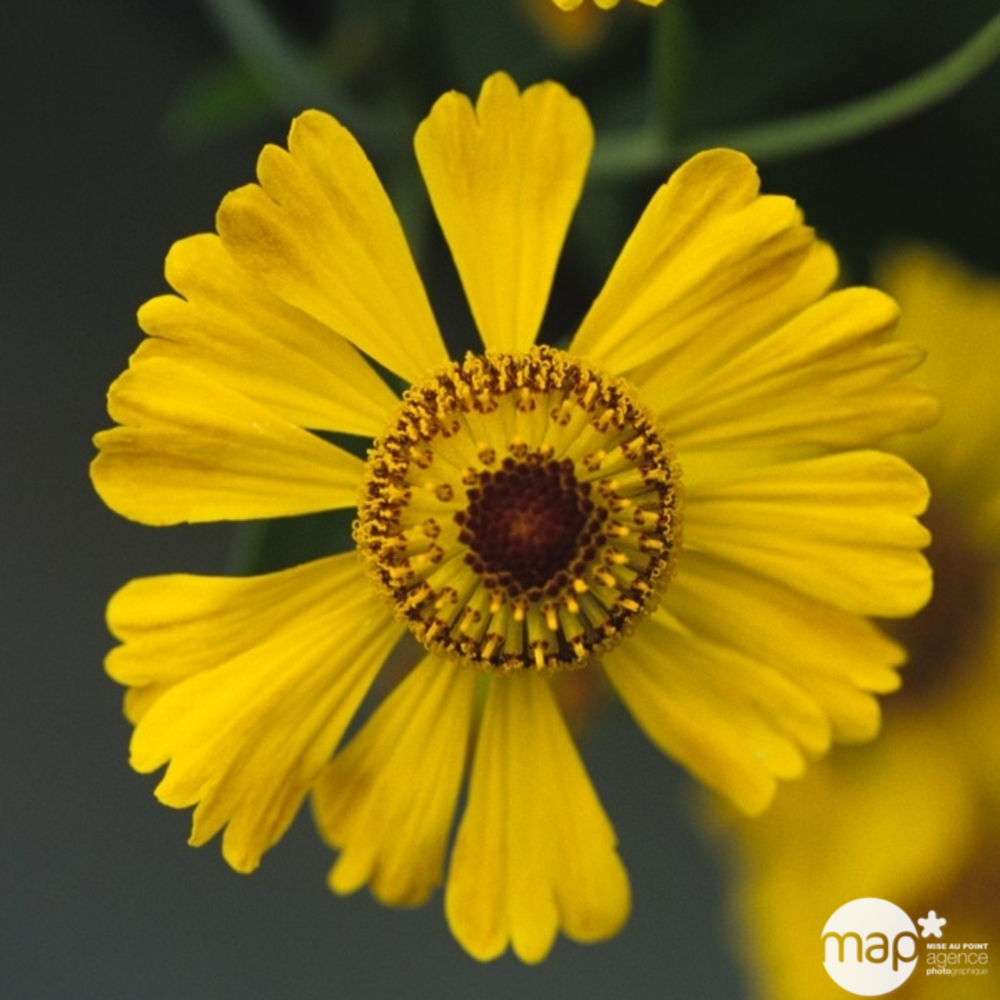 Gaillarde Chloé : godet vert