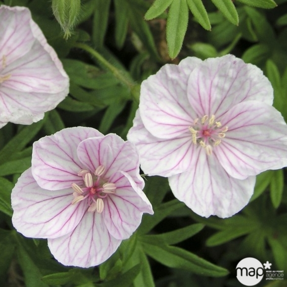 Géranium vivace sanguin strié : godet rouge