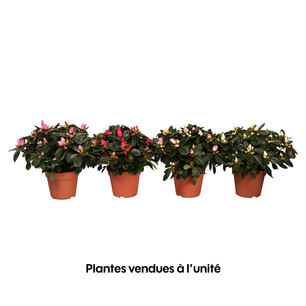 Azalée d'intérieur : plante Ø20cm pot Ø12cm