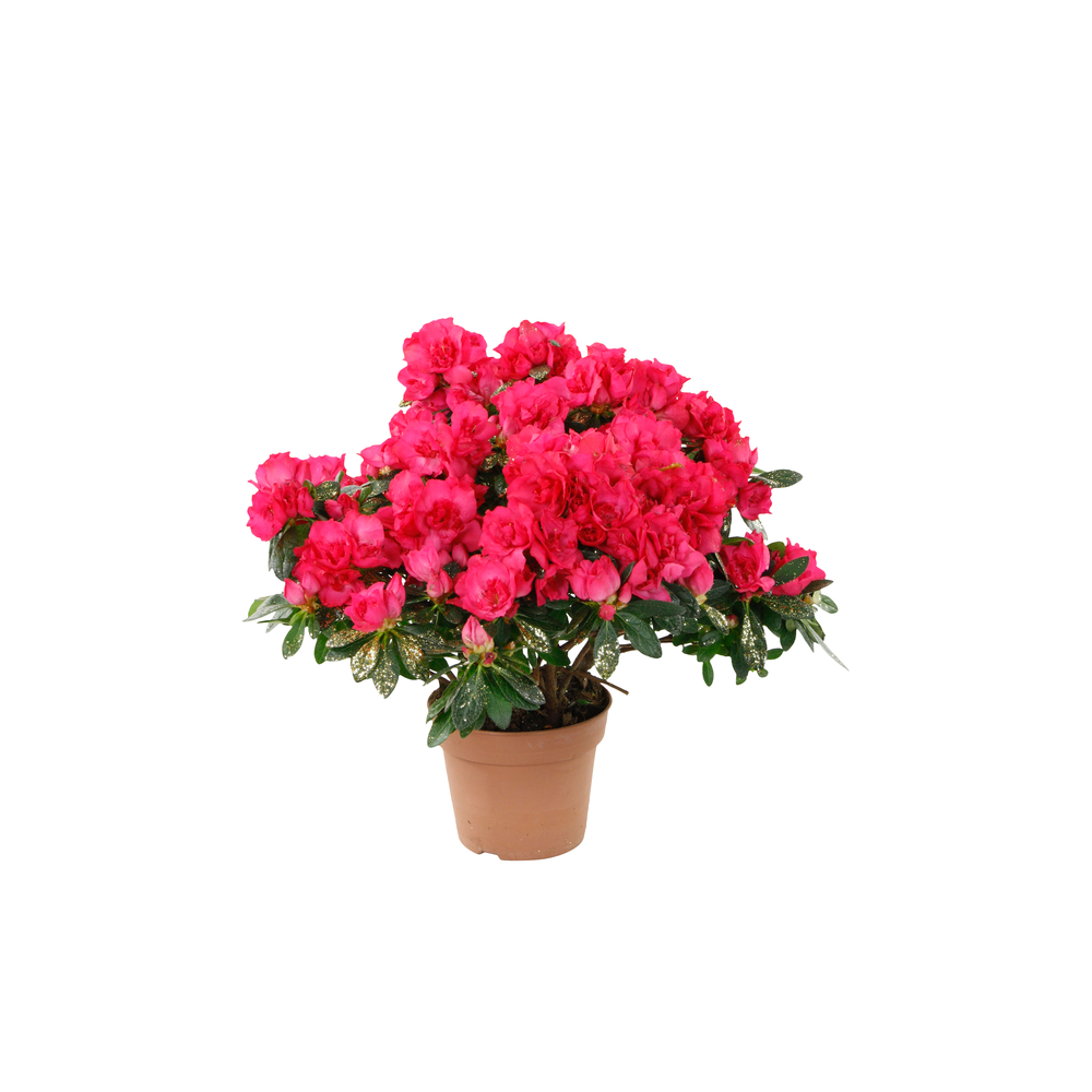 Azalée d'intérieur : plante Ø26cm pot Ø14cm - Coloris variables