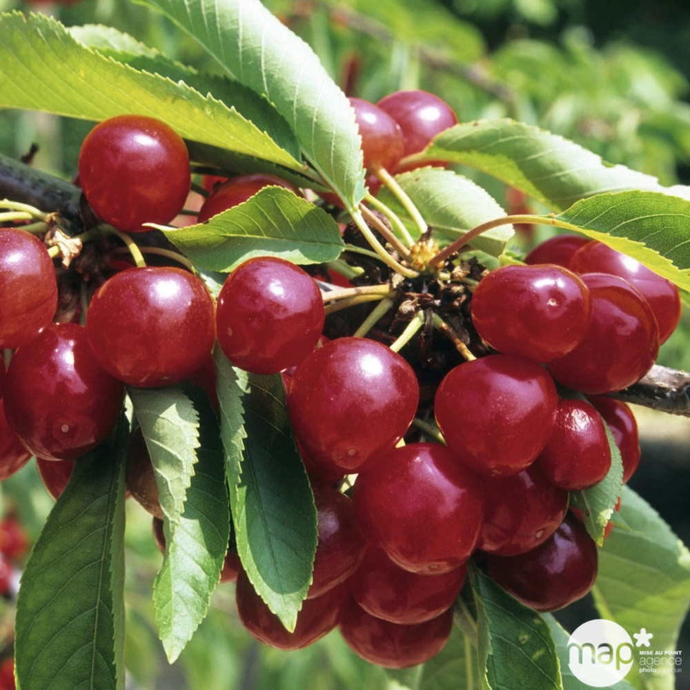 Cerisier Bigarreau Coeur de Pigeon : demi tige prêt à planter