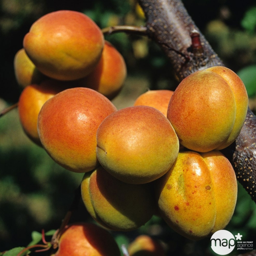 Abricotier Bergeron : demi tige prêt à planter