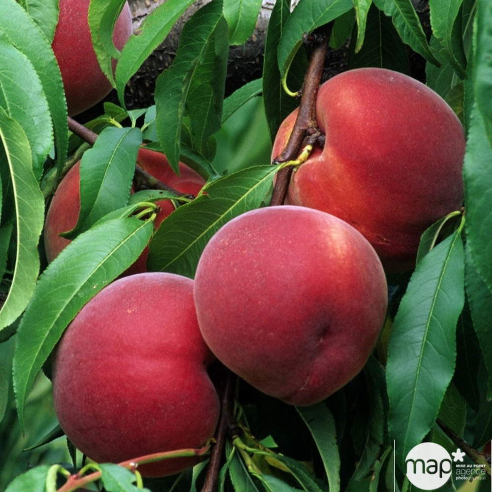 Pêcher Reine des Vergers demi tige prêt à planter