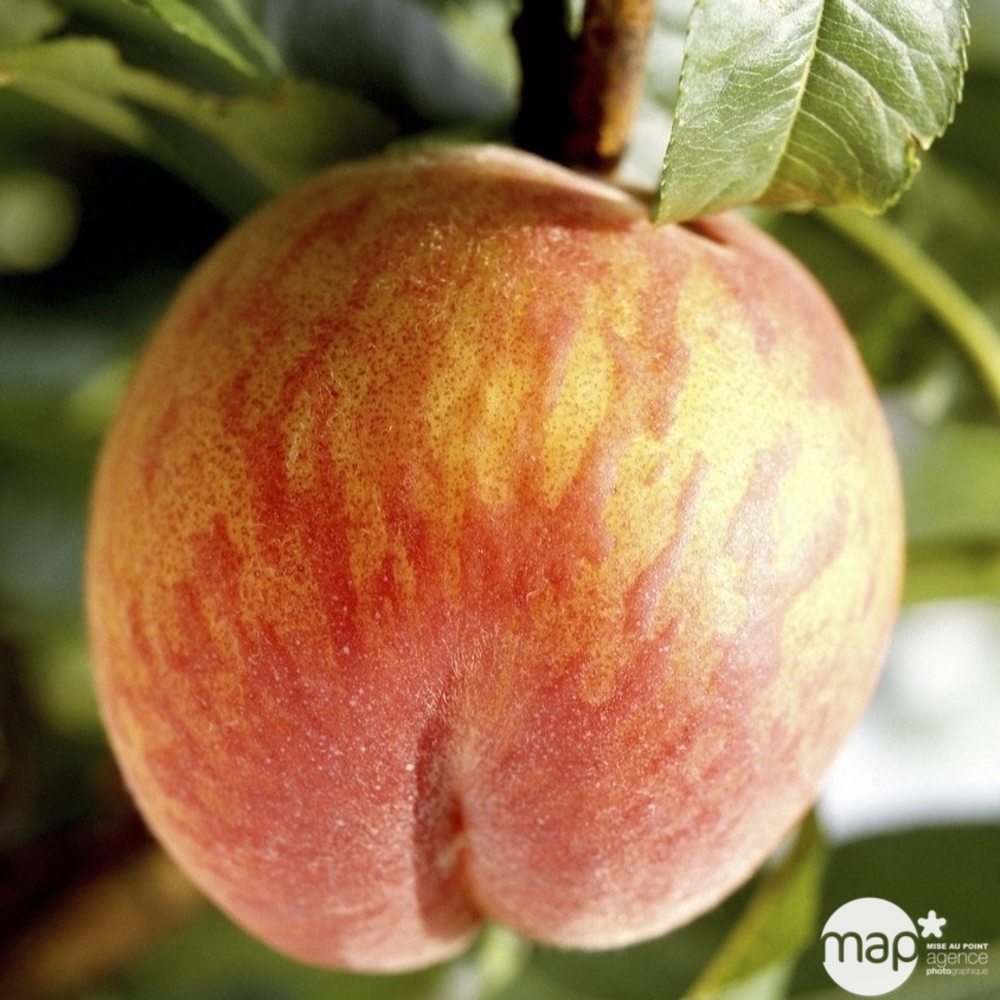 Pêcher Grosse Mignonne : pot de 10L - gobelet