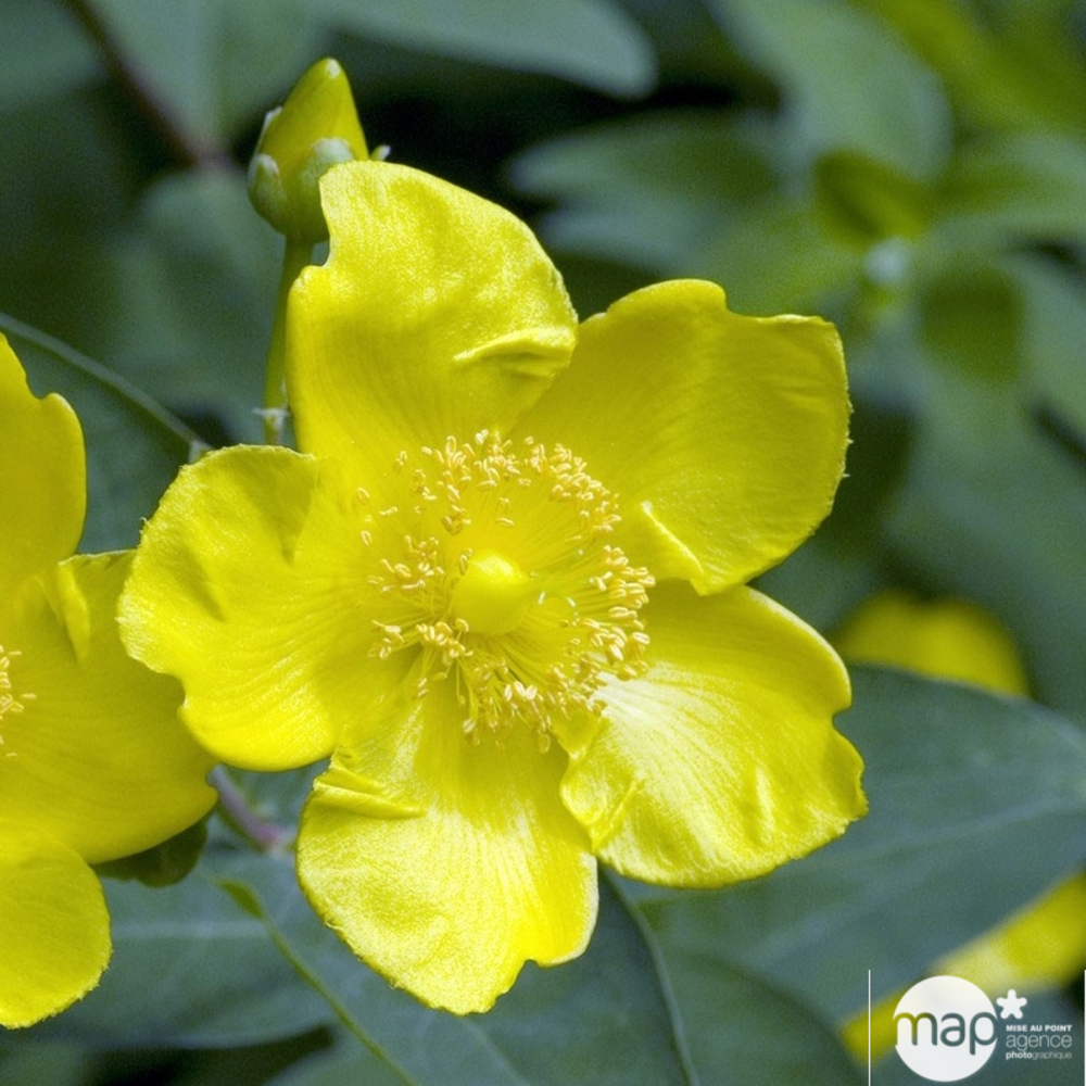 Hypericum x ' Hidcote ' : ctr 3 litres