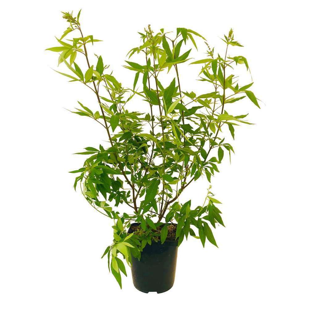 Vitex agnus-castus : conteneur 3 litres