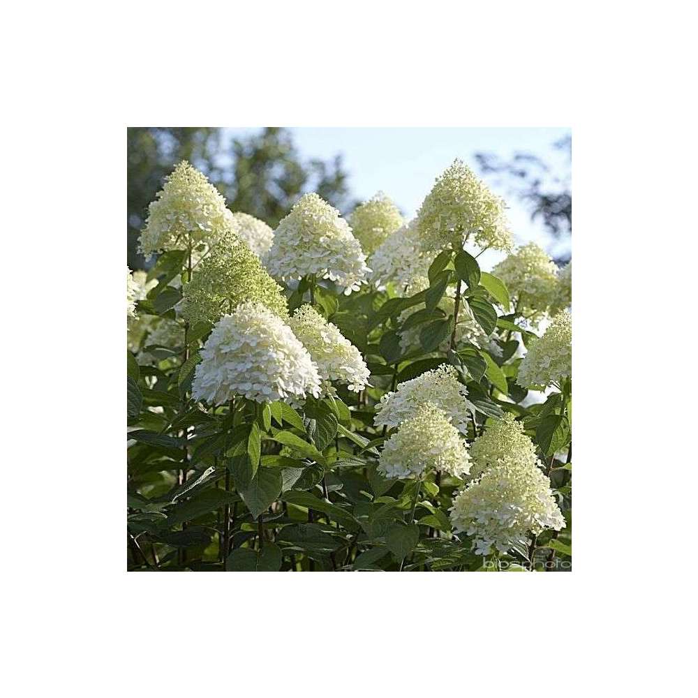 Hydrangea paniculata, ctr 3/4L - Variétés variables