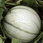 Plant de melon 'Anasta' F1 : pot de 0,5 litre