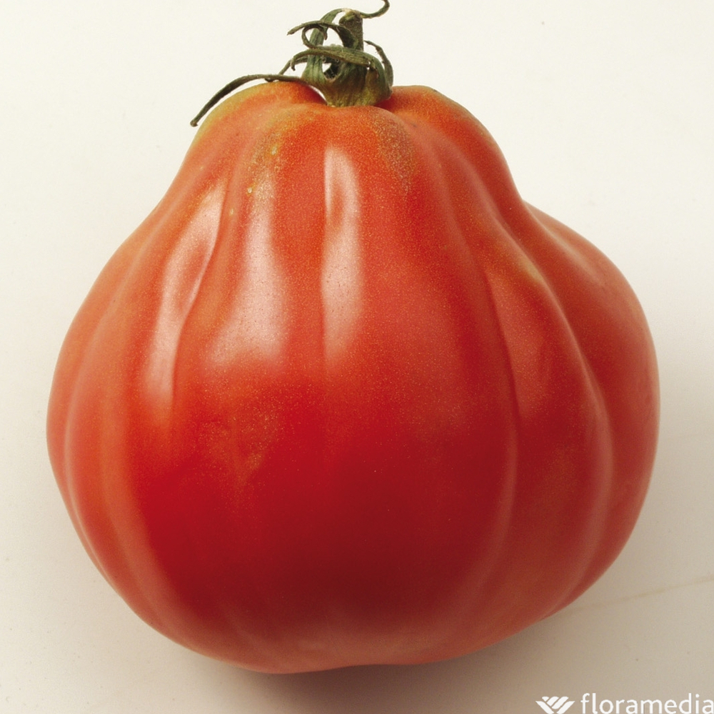 Plant de tomate 'Liguria' F1 : pot de 0,5 litre