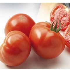 Plant de tomate 'Maestria' F1 : pot de 0,5 litre