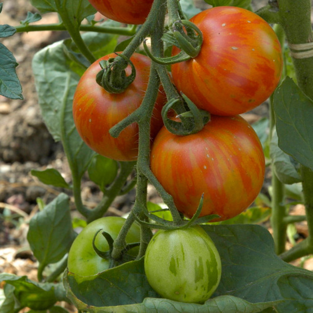 Plant de tomate 'Tigerella' : pot de 0,5 litre
