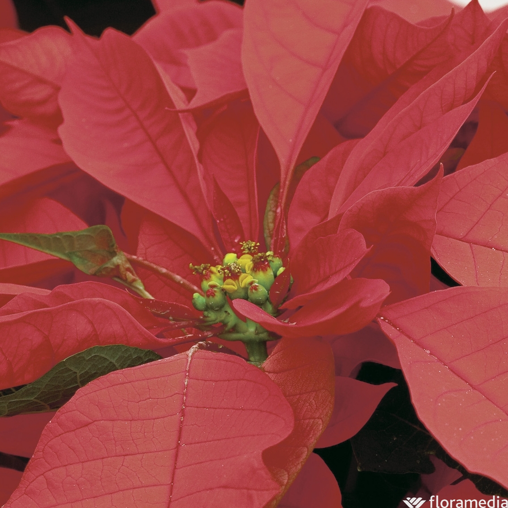 Poinsettia : plante Ø10,5cm 1 pied pot