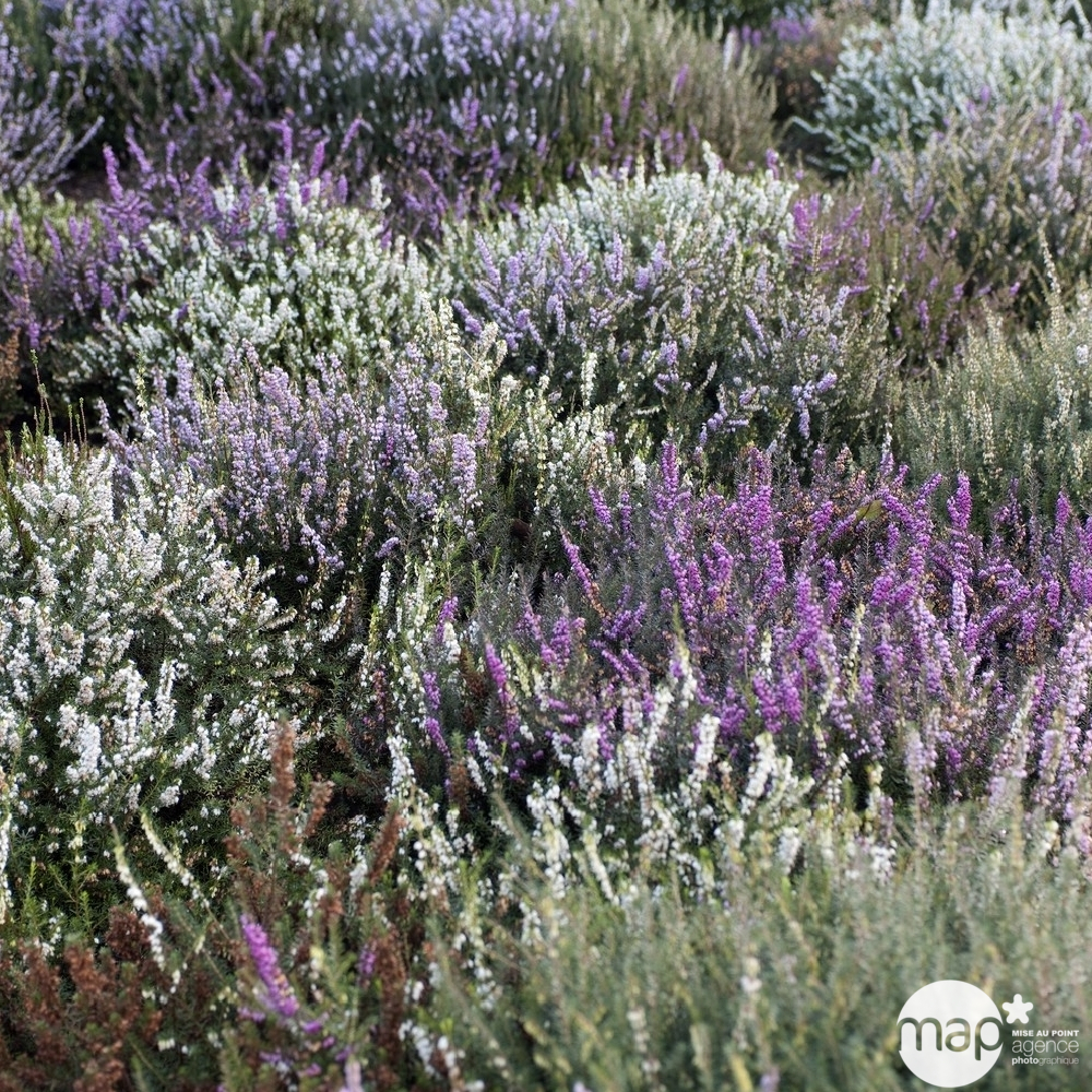 Calluna Garden Girls® : conteneur de diamètre 10,5 cm