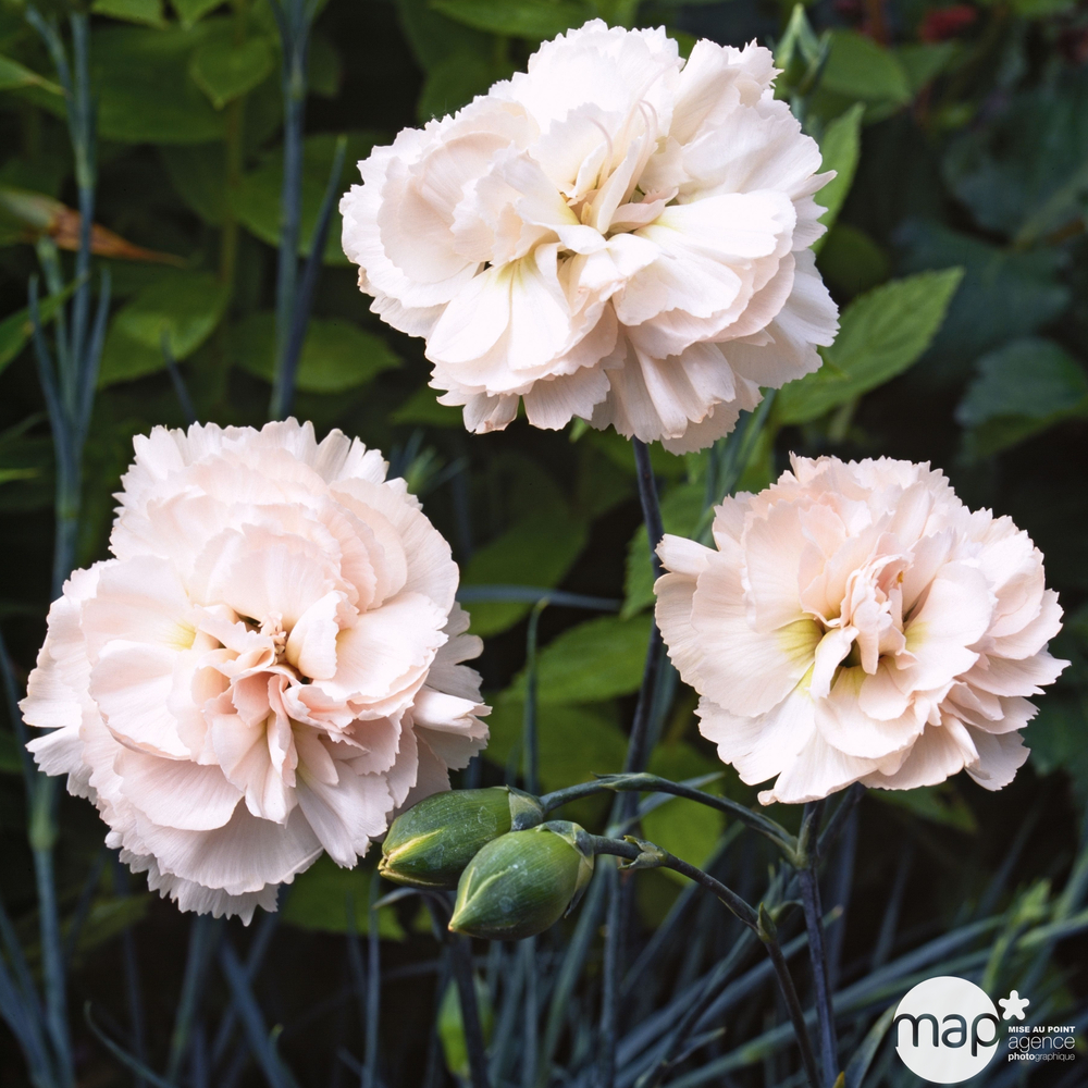 Oeillet mignardise Widecombe Fair : godet vert