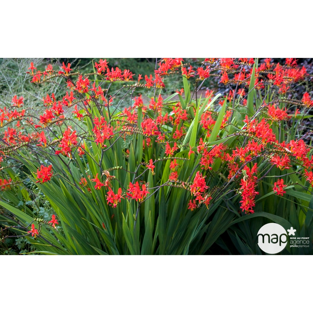 Crocosmia lucifer : godet rouge