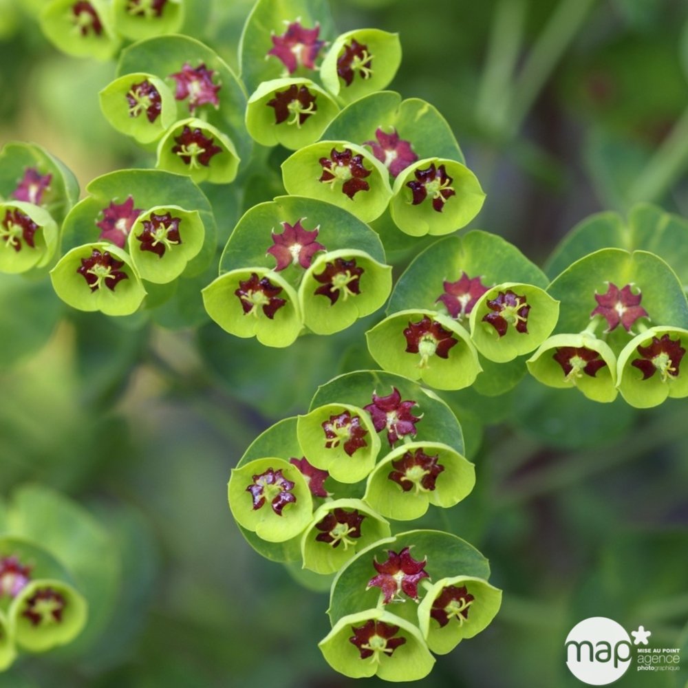 Euphorbe martinii : godet rouge