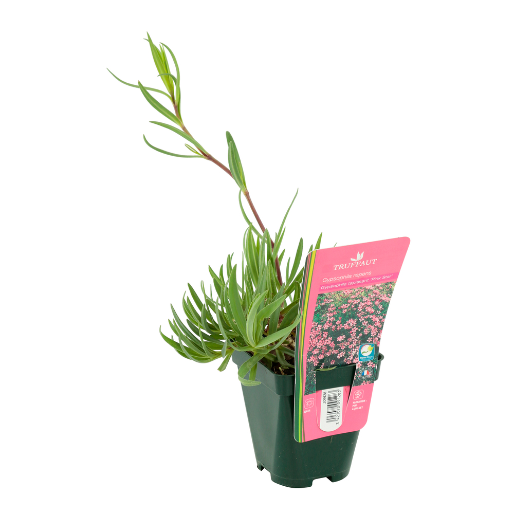 Gypsophile rampant Pink Star : godet
